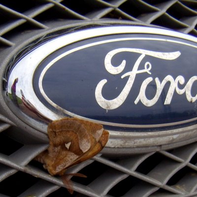 Aglia tau (martináč bukový), u kaple sv. Floriána