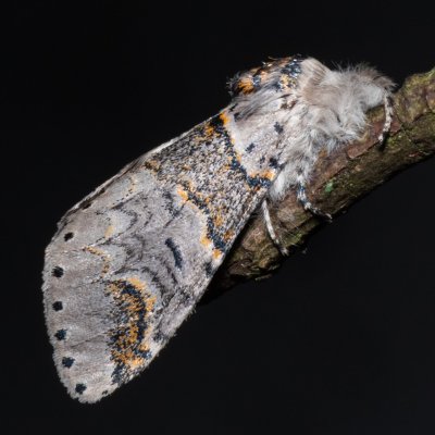 Furcula furcula (hranostajník jívový), Hrabětice