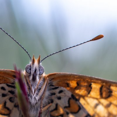 Melitaea cinxia (hnědásek kostkovaný), PR Biskoupský kopec