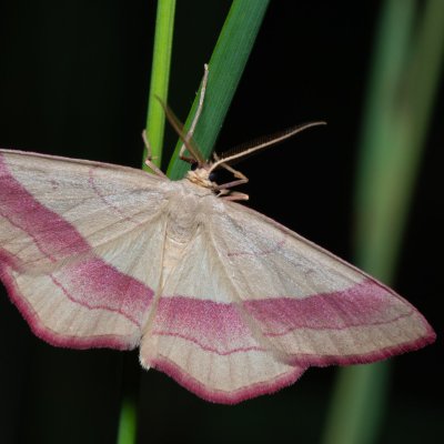 Rhodostrophia vibicaria (žlutokřídlec janovcový), PR Kamenný vrch
