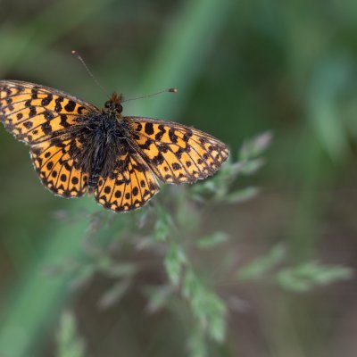 Boloria dia (perleťovec nejmenší), PR Biskoupský kopec