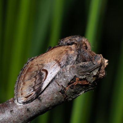 Notodonta ziczac (hřbetozubec vrbový), Kývalka