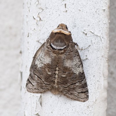 Cossus cossus (drvopleň obecný), Čebín