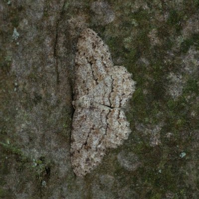 Ectropis crepuscularia (různorožec orlíčkový), Kývalka