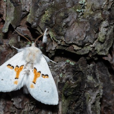 Leucodonta bicoloria (hřbetozubec dvoubarvý), NPR Radostínské rašeliniště