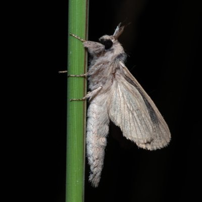 Phragmataecia castanea (drvopleň rákosový), Hrabětice