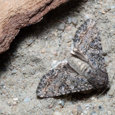 Anarta trifolii (můra jetelová), Hrušovany u Brna