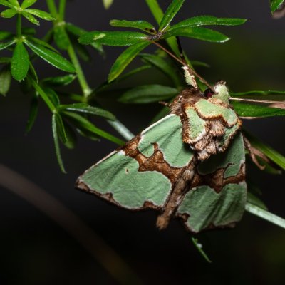 Staurophora celsia (travařka ozdobná), Hodonín - Zbrod