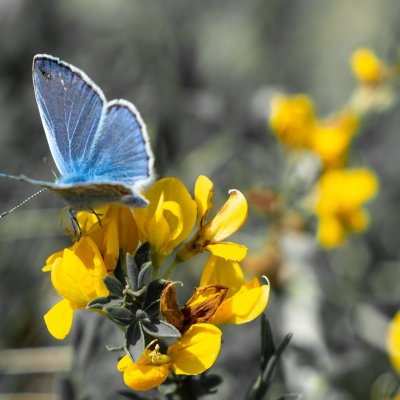 Polyommatus icarus (modrásek jehlicový), Hády