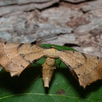 Artiora evonymaria (zejkovec brslenový), PP Střelická bažinka
