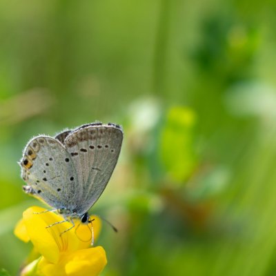 Cupido argiades (modrásek štírovníkový), Podkomorská myslivna