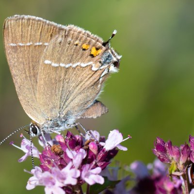 Satyrium spini (ostruháček trnkový), Vilémovice