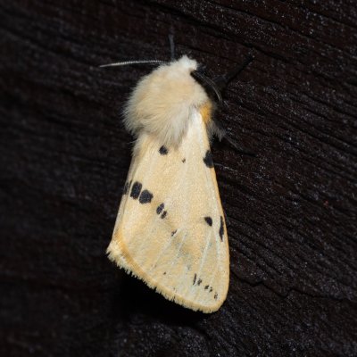 Spilosoma lutea (přástevník bezový), SK, Štôla