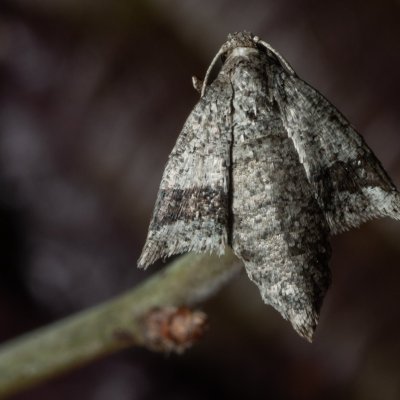 Theria rupicapraria (tmavoskvrnáč březnový), PR Kamenný vrch