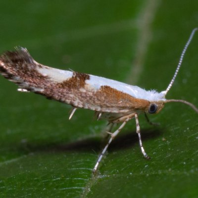Argyresthia pruniella (molovka pupenová), PR Kamenný vrch