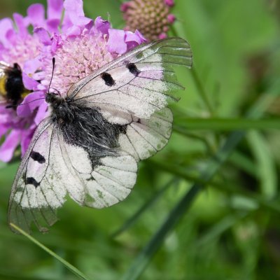 Parnassius mnemosyne (jasoň dymnivkový), SK, Belianské Tatry