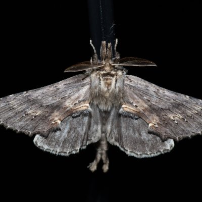 Pterostoma palpinum (hřbetozubec dvouzubý), PP Střelická bažinka