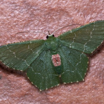 Hemithea sp., TH, Khao Sok