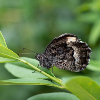 Hipparchia fagi (okáč medyňkový), Dukovany