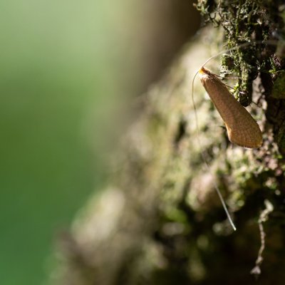 Nematopogon swammerdamellus (adéla dubová) Lysá hora u Ochozu