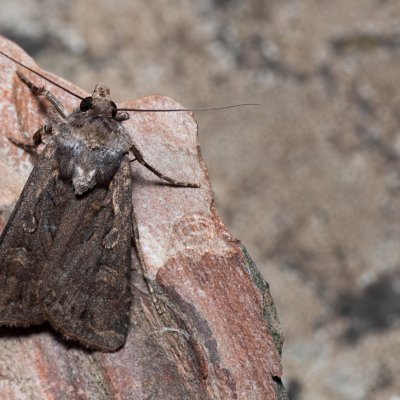 Euxoa aquilina (osenice obilná), PR Svatý kopeček