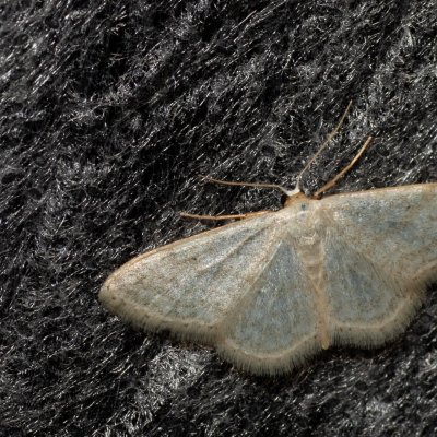 Idaea subsericeata (žlutokřídlec bledý), Kývalka