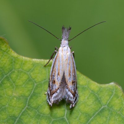 Holoscolia huebneri (-), Hády