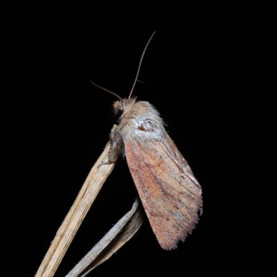 Denticucullus pygmina (travařka bažinná), Henčov