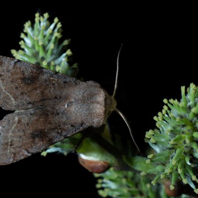 Orthosia incerta (jarnice březnová), Žebětín