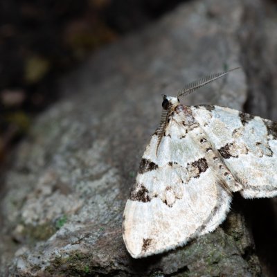 Colostygia pectinataria (píďalka zelená), Podkomorské lesy, Kopeček