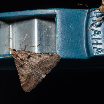 Stemmatophora brunnealis (-), PP Na cvičišti