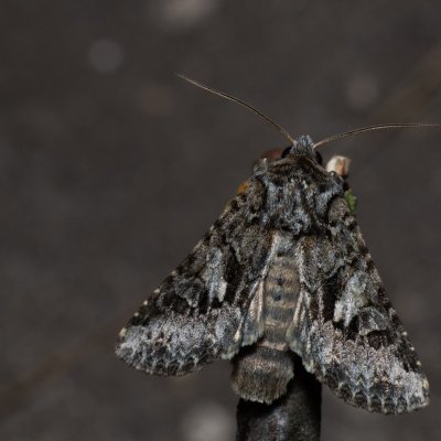 Hada plebeja (můra pampelišková), PP Skalky u Sedlece