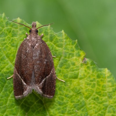 Thiodia torridana (-), PR Turold