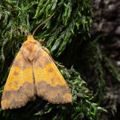 Tiliacea aurago (zlatokřídlec bukový), Kamenný vrch
