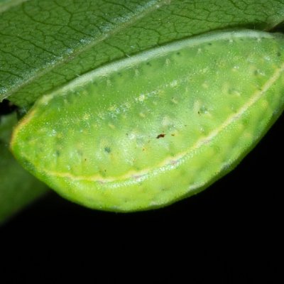 Apoda limacodes (slimákovec dubový), Helenčina studánka