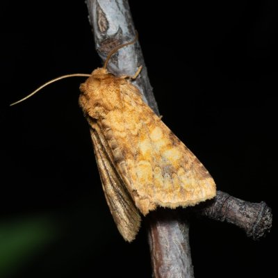 Conisania luteago (můra žlutavá), HR, Jablanac