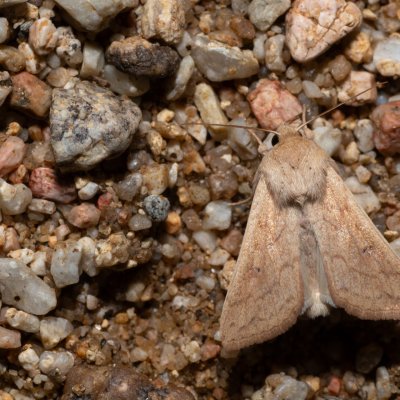 Mythimna vitellina (plavokřídlec žloutkový), Bratčice