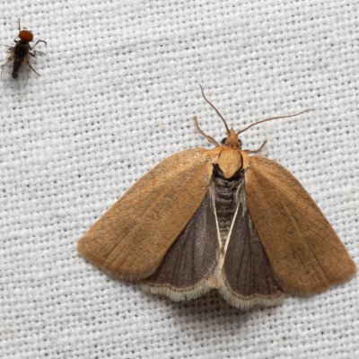 Pandemis cerasana (obaleč rybízový), PP Kamenný vrch u Kurdějova