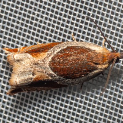 Ancylis unculana (-), NPP Malhotky