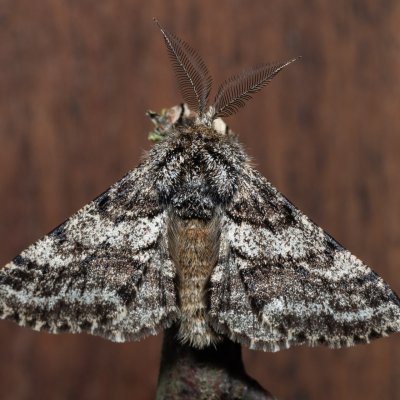 Lycia hirtaria (drsnokřídlec třešňový), PP Bobrava