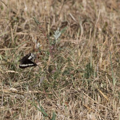 Brintesia circe (okáč voňavkový), Havranické vřesoviště