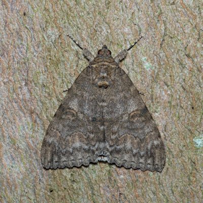 Catocala nupta (stužkonoska olšová), Augšperský potok