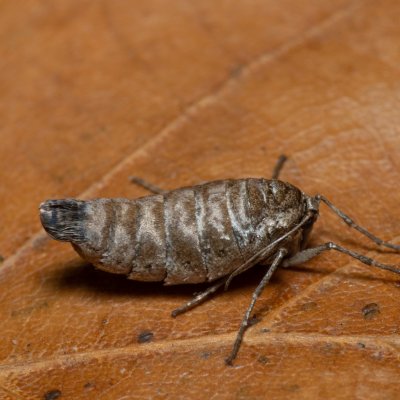 Alsophila aescularia (hedvábnice jarní), Kamenný vrch