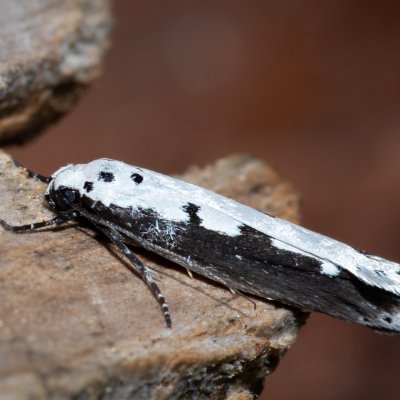 Ethmia bipunctella (skvrnuška stepní), Havranické vřesoviště