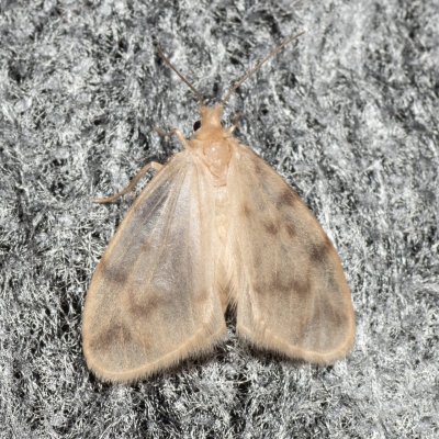 Nudaria mundana (lišejníkovec průsvitný), Hády - lesní lom