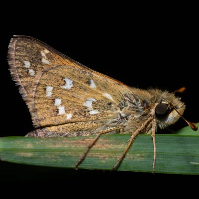 Hesperia comma (soumračník čárkovaný), Klentnice