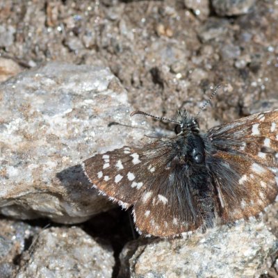 Pyrgus malvoides (-), IT, Pfelders - Plan, Jižní Tyrolsko