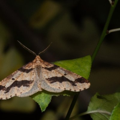 Erannis defoliaria (tmavoskvrnáč zhoubný), Žebětín