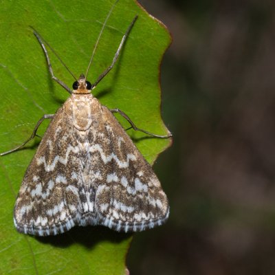 Evergestis frumentalis (zavíječ zdobený), Hády - Ruženin lom