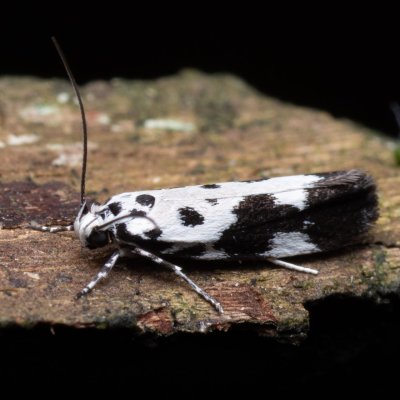 Ethmia quadrillella (skvrnuška lesní), PP Bobrava